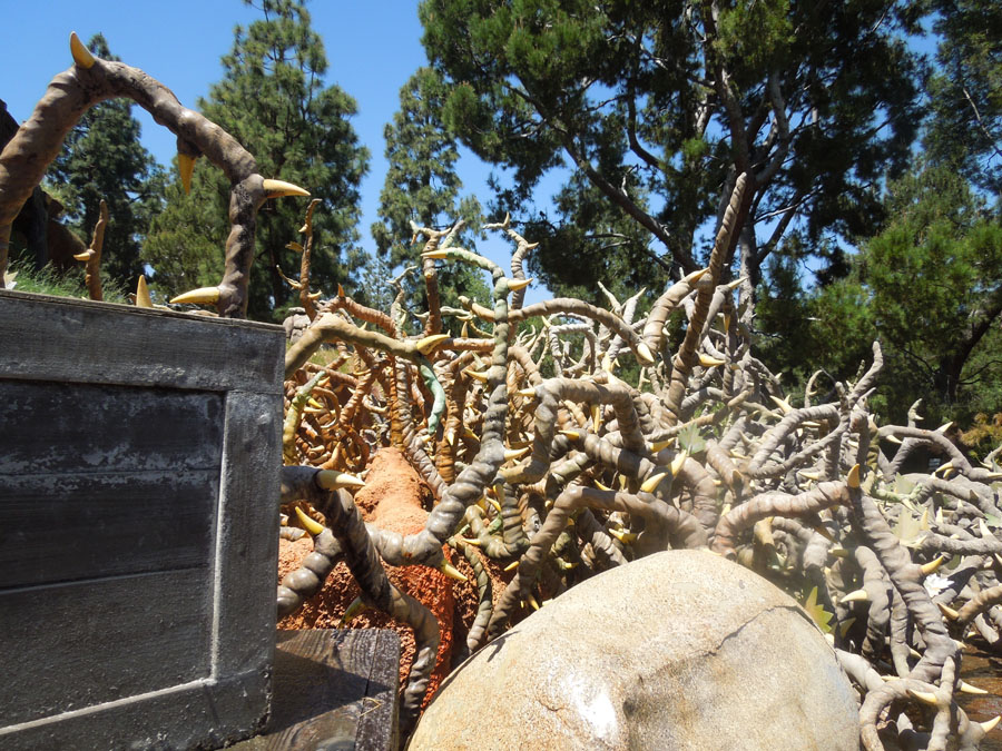 Disneyland Splash Mountain Ride Pictures